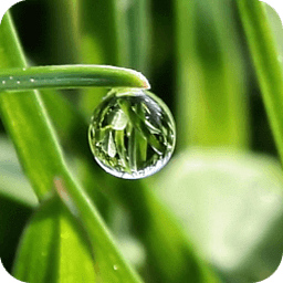 Water drops