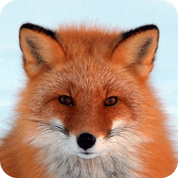 Fox HD LWP Lite