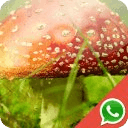 Mushroom WhatsApp Wallpapers