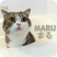 Maru the Cat