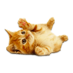 Cute Kittens HD