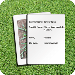 Turfgrass Weeds