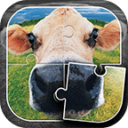 Cows Jigsaw Puzzle