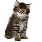 Guess the Cat Breed Game