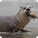 River Otter Slots - Free