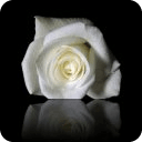 Roses blanches wallpaper