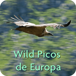 Wild Picos de Europa