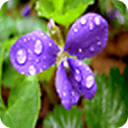 Rain Flowers Live Wallpaper