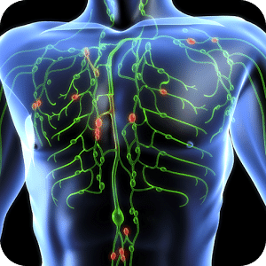 Lymphatic System