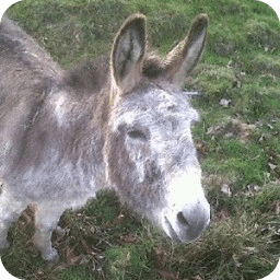 Larry the motivational donkey (which is a horse)