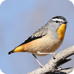 Australian Birds Sounds Free