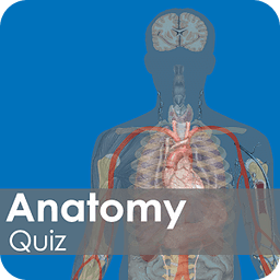 Anatomy MCQs Quiz