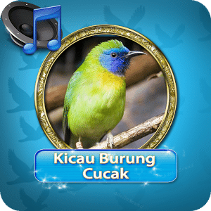 Kicau burung Cucak Rowo Mp3