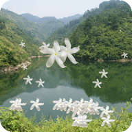 网络歌曲