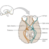 The optic nerve quiz