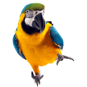 Parrots 3 game puzzle