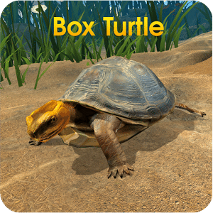 Box Turtle Simulator