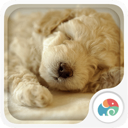 睡觉的狗狗-梦象动态壁纸