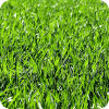 Grass Growing