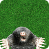 Whac A Mole