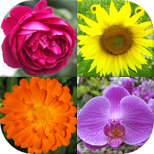 Flowers - Botanical Quiz about Beautiful Plants