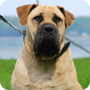 购买boerboel拼图