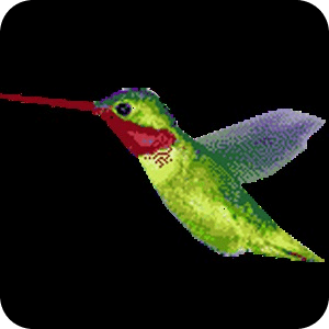 Humming Bird