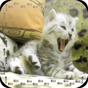 Silvery Kitten Jigsaw Puzzle