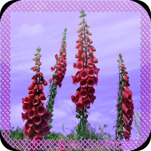 Foxglove Jigsaw Puzzle