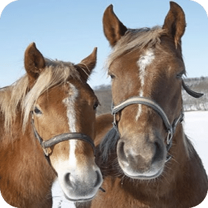 iSlider Horses