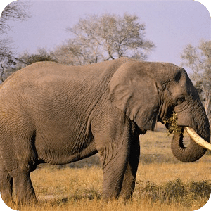 Elephant Jigsaw Puzzle