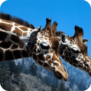 Giraffe Jigsaw Puzzle