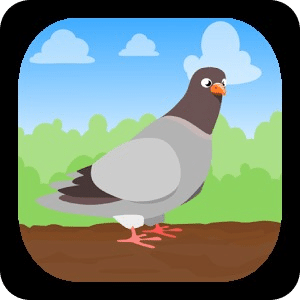 Pigeon Odyssey