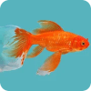 Fishing Game with Amazing Look