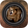 Virtual Hunting : Bear