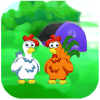 Harvest Eggs - Chicken Farm