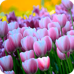 3D Free Springtime Tulips Carpet HD Live Wallpaper