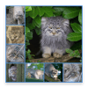 Pallas Cats