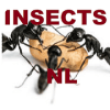 De insectsNL Game