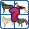 Dog Quiz  The popular dog breeds in the world