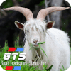 Goat Transport Simulator  Play games 2019