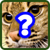 Cats Quiz Trivia