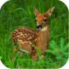 Deer Jigsaw Puzzle