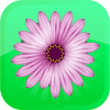 Pixel Art Flowers  Color By Number