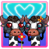 Cow Drama