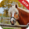 Real Horse Run Simulator