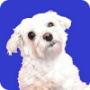 Adopt a Doggy Quiz  find a cute shelter dog