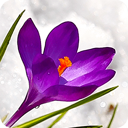 3D Crocus Flowers on Snow Free