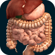 Organs 3D (Anatomy)