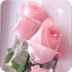 Pretty Pink Roses Live Wallpap